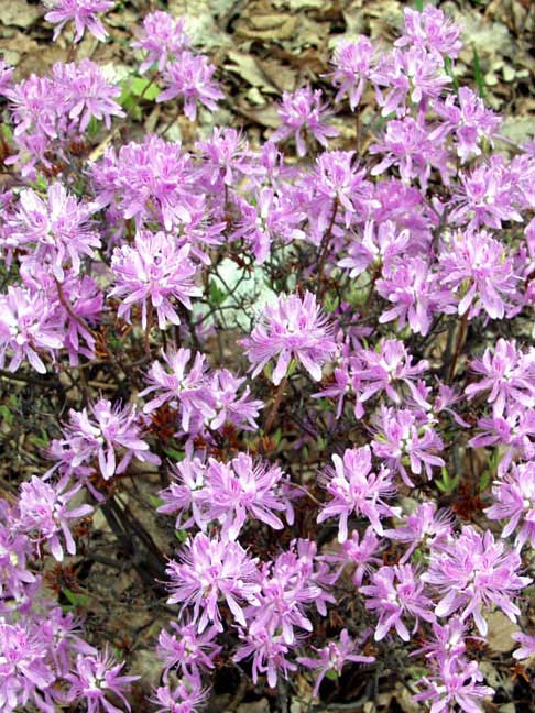 AA